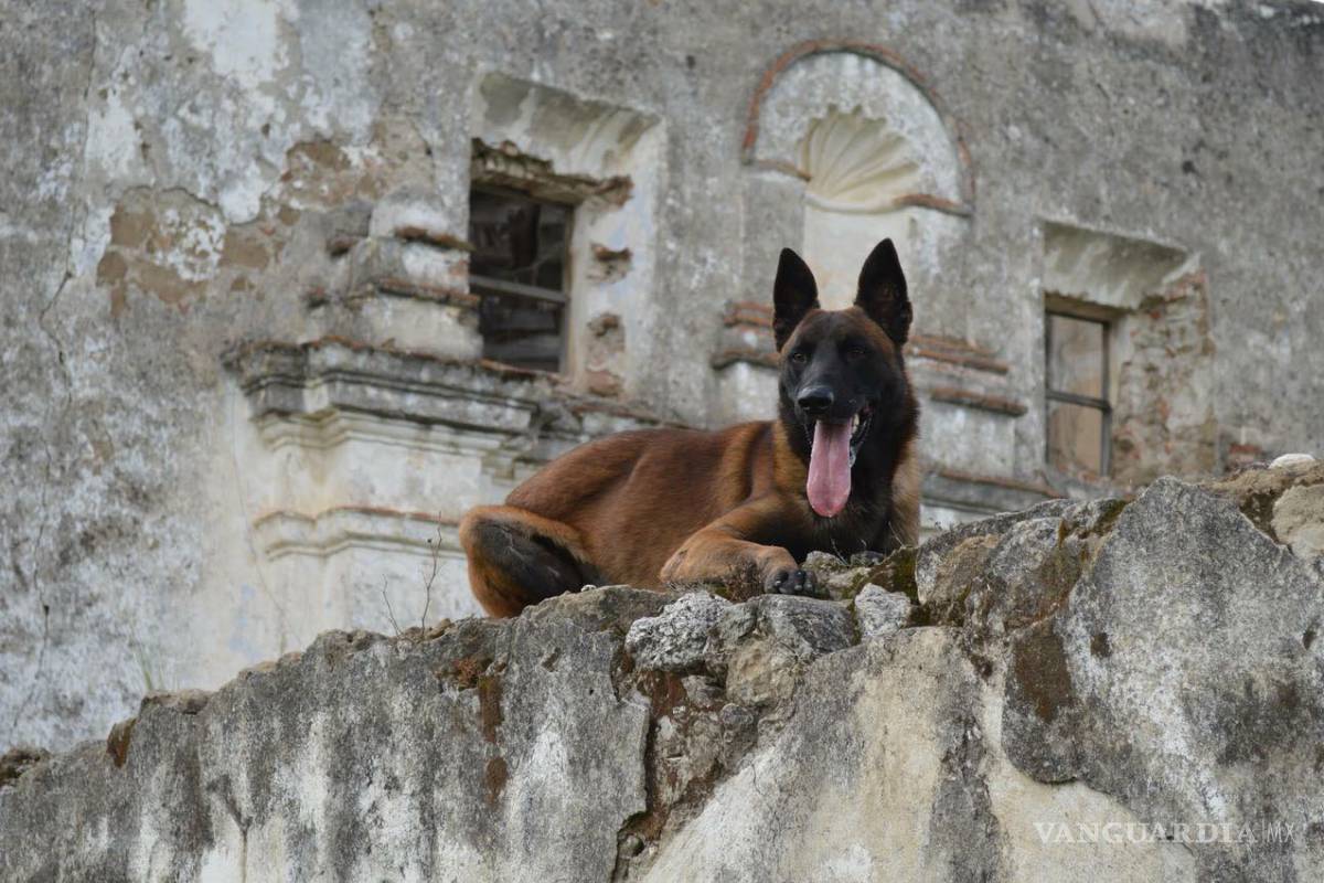 $!'Chi Chí, un héroe sin capa (binomio canino de Saltillo experto en rescates)