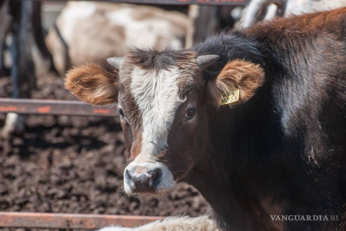 Da a conocer los Lineamientos de Operación del Programa Crédito Ganadero a la Palabra