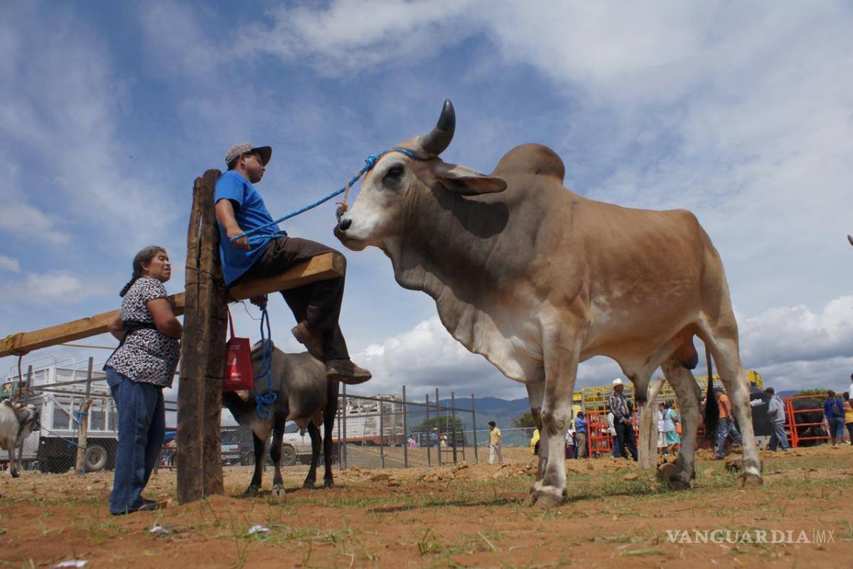 Gusano barrenador: Senasica tenía riesgos detectados, ¿qué se hizo entonces?