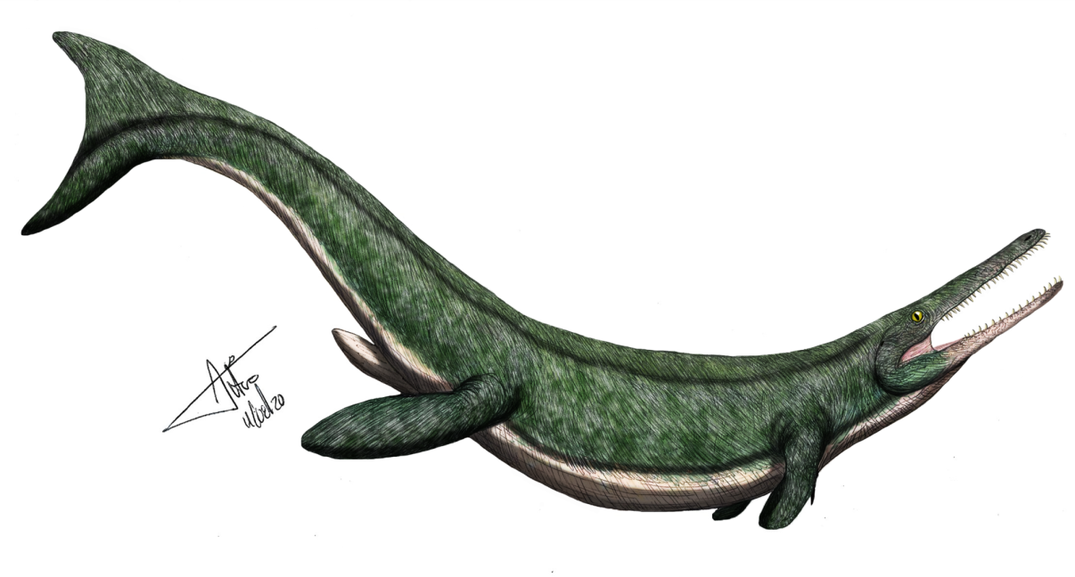 $!Cricosaurus saltillensis