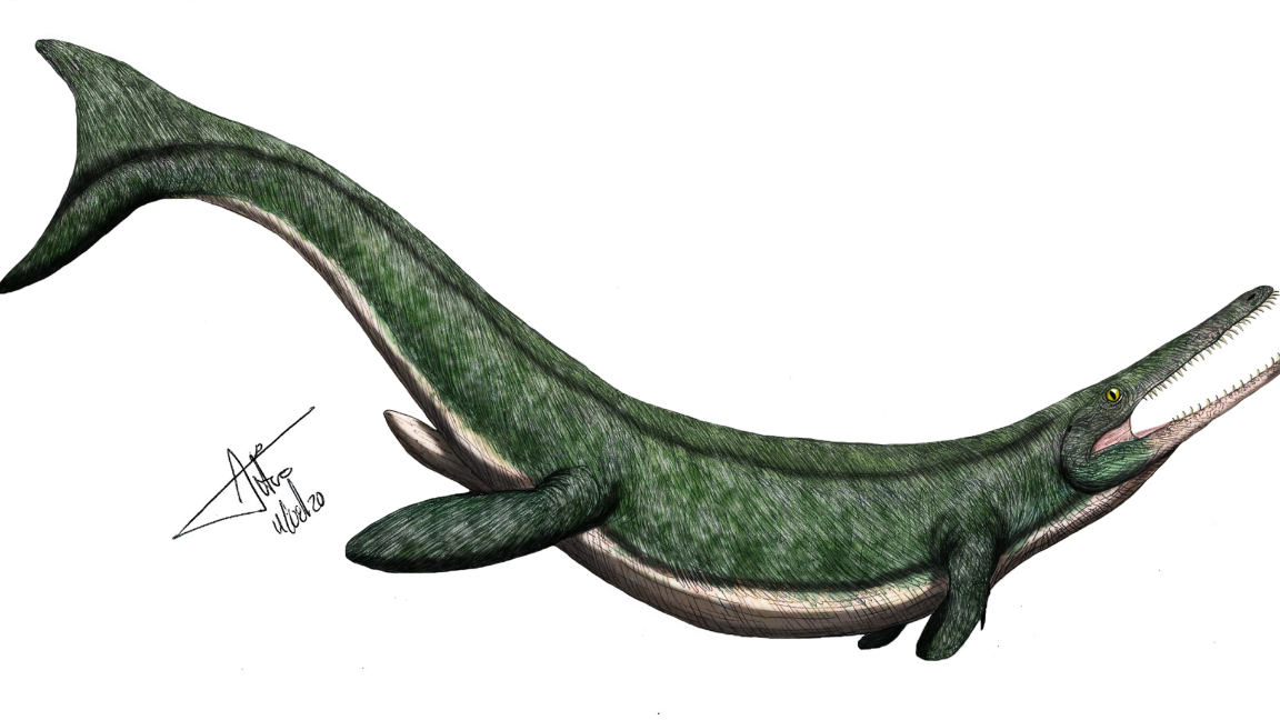 $!Cricosaurus saltillensis