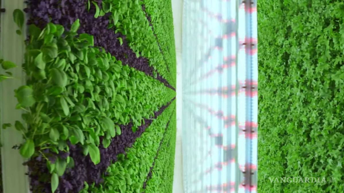 Granja vertical: la revolución de la producción de alimentos