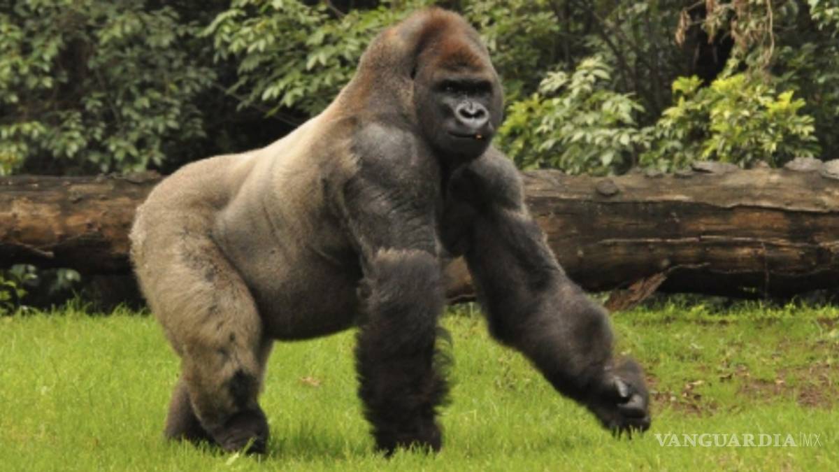 Necropsia de Bantú, “una carnicería”, revelan fotos