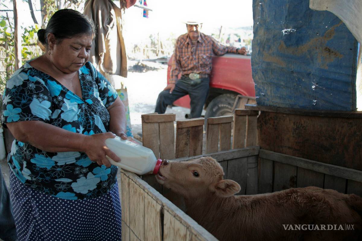Roban 47 cabezas de ganado a ramosarizpense