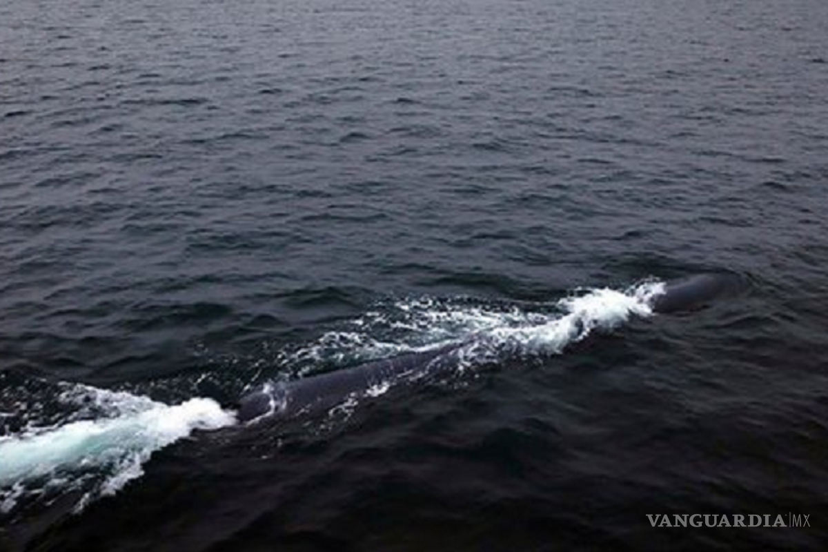 Corea del Norte prueba dron submarino nuclear, capaz de crear ‘tsunamis’ radiactivos