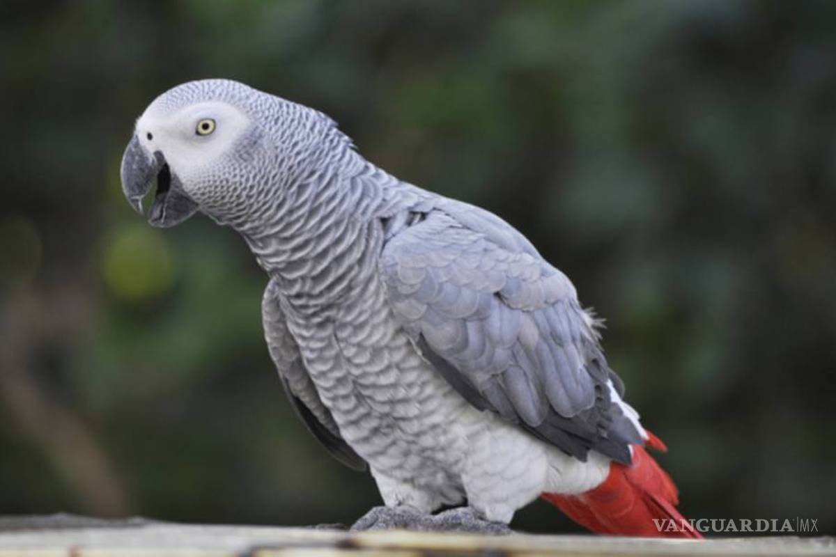 $!Decisiones de vida o muerte en la cumbre de protección de especies