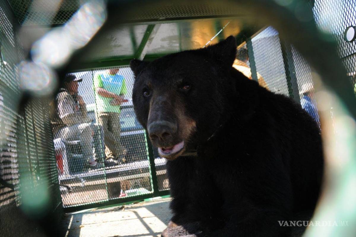 Reporta SMA 137 avistamientos de osos en Coahuila en 2022