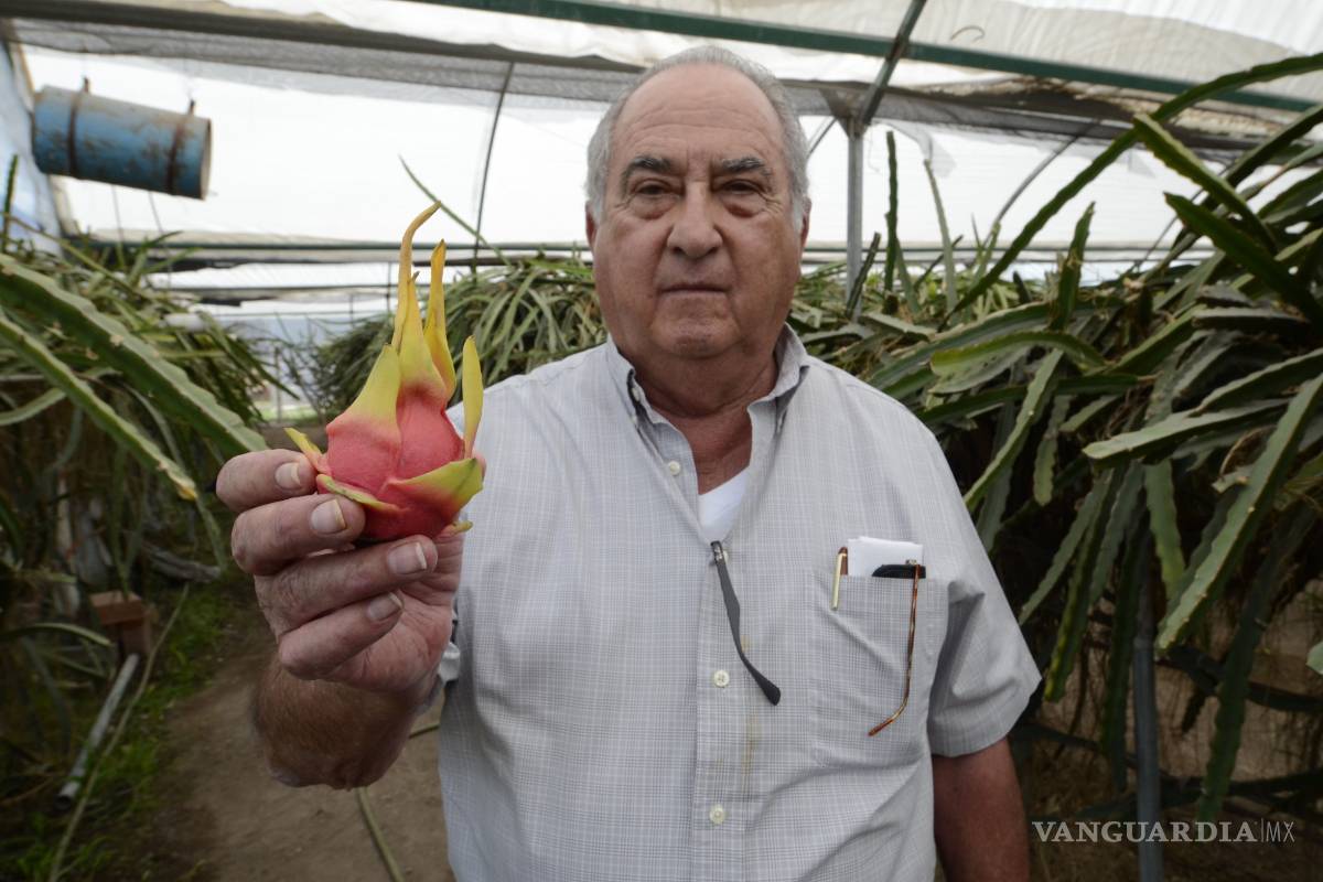 Fruto tropical en tierra norteña: Ingeniero cultiva la 'Fruta del Dragón' en Saltillo