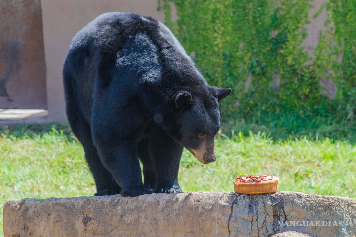 Mude festeja seis años de la llegada de osos americanos
