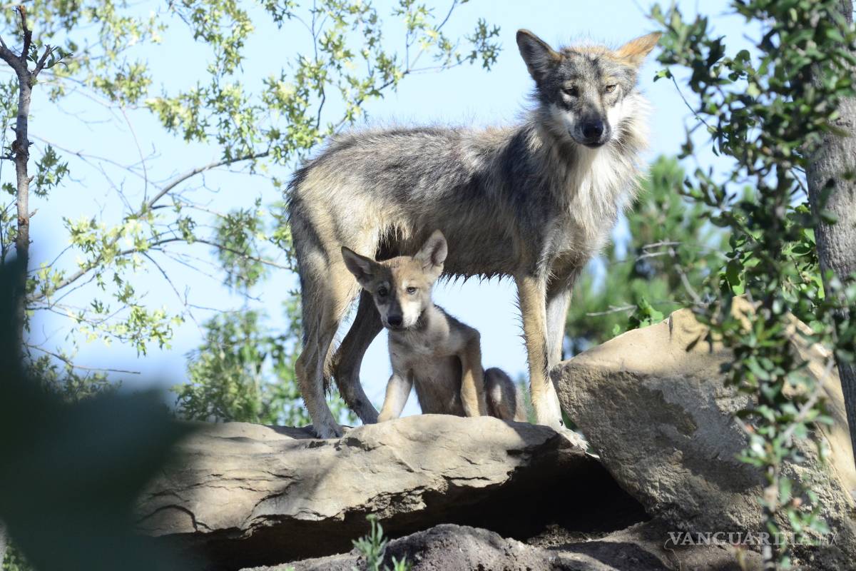 Nacen cuatro lobeznos en el Museo del Desierto de Coahuila