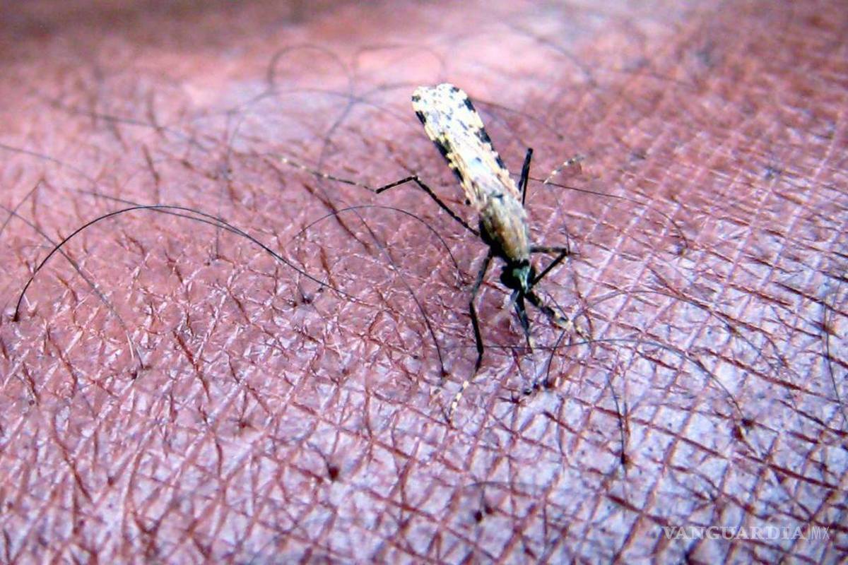 Hacia un mundo sin malaria
