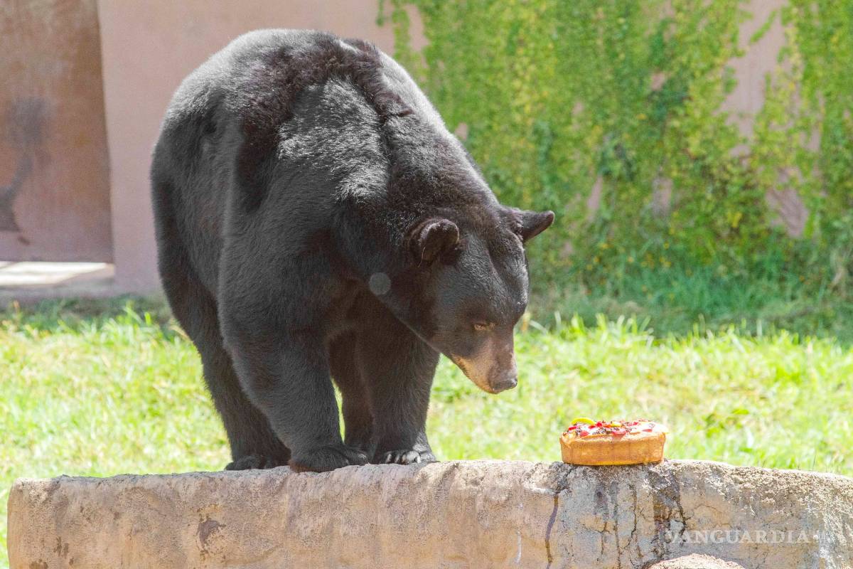 Pastel y piñata para 'Capi' y 'Camila' en el Mude