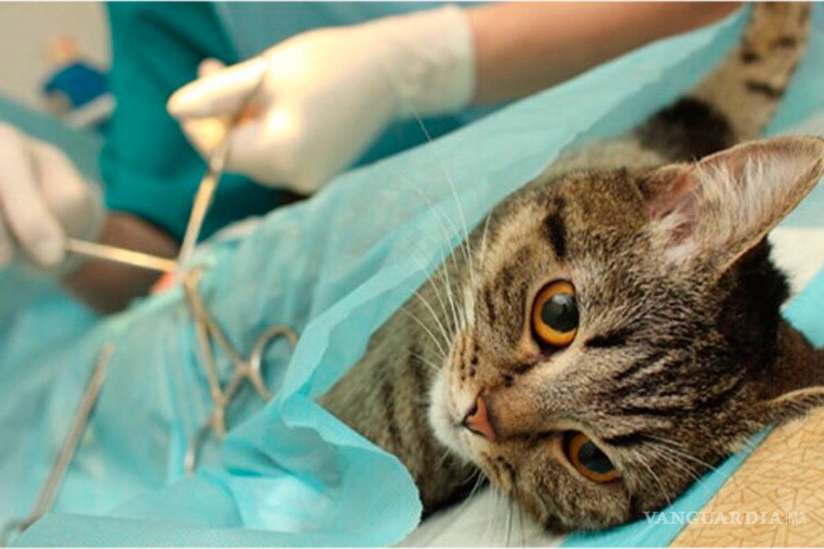 Un gato esterilizado: con siete vidas y más feliz