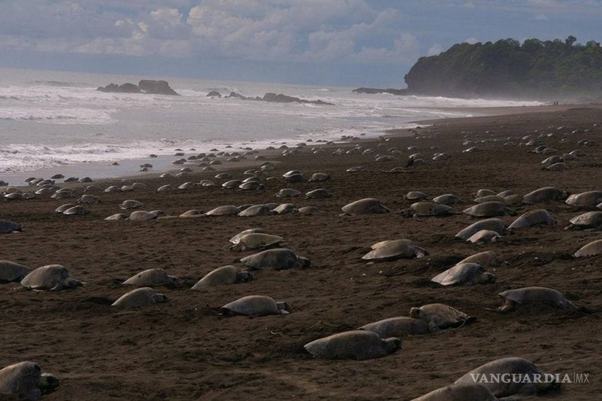 $!Con los humanos en casa... estos son los inesperados beneficios del coronavirus al medio ambiente