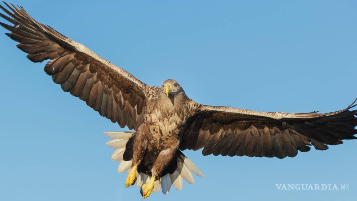 $!Don Aldegundo, saltillense cazador perpetuo de sueños con alas