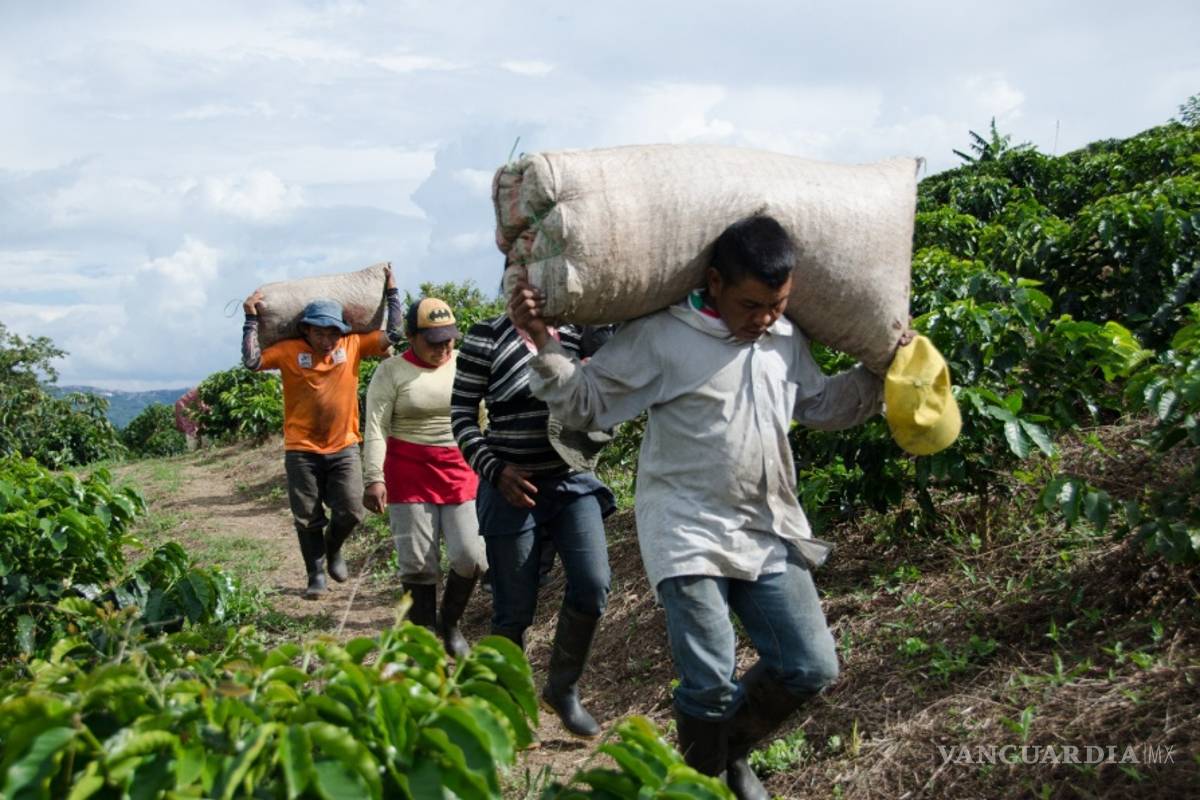 Asegura activista que países consumidores de café &quot;perpetúan pobreza”