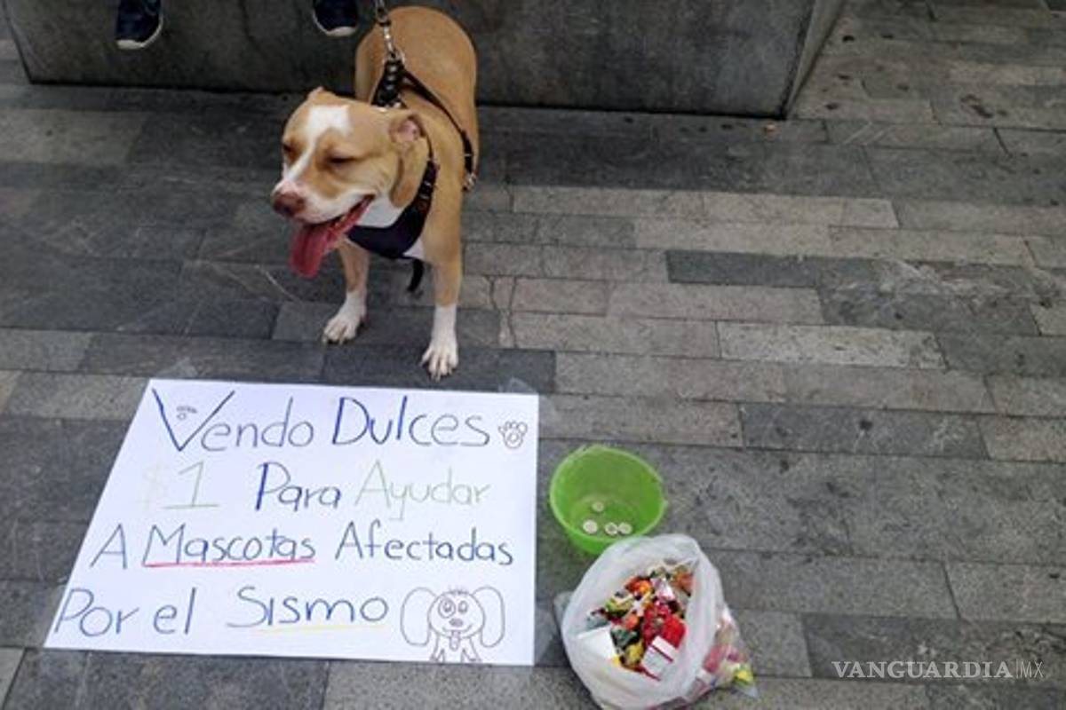Pitbull “vende” dulces para ayudar a mascotas afectadas por el sismo en CDMX