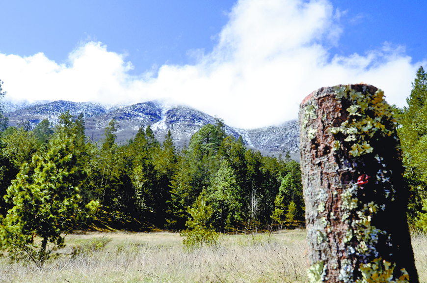 Alerta Arteaga que irá contra taladores de pinos navideños