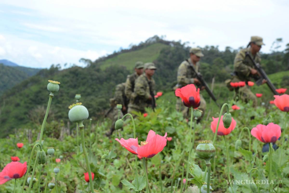 Con la legalización de la mariguana, ciudadanos dicen que buscan quitar poder al crimen organizado