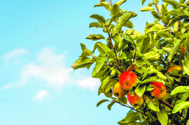 Trazan Ruta de la Manzana en Arteaga