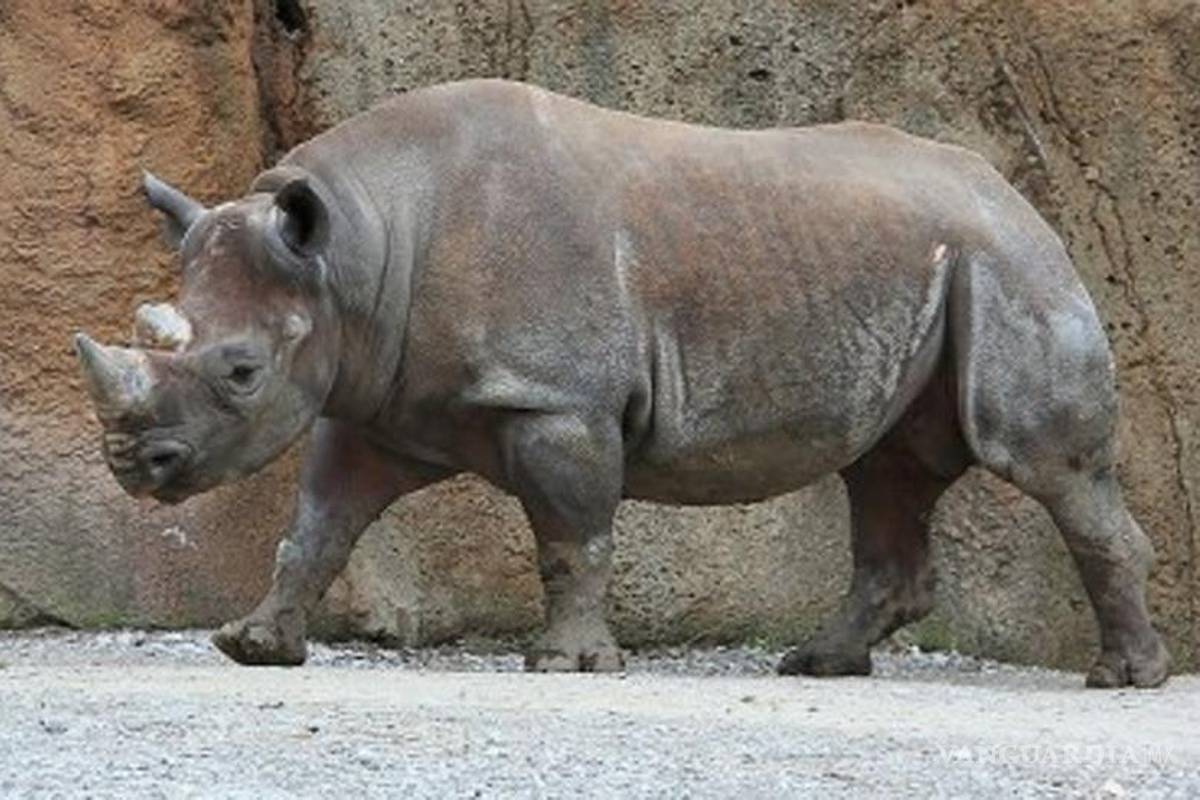 Declaran al rinoceronte negro oficialmente extinto