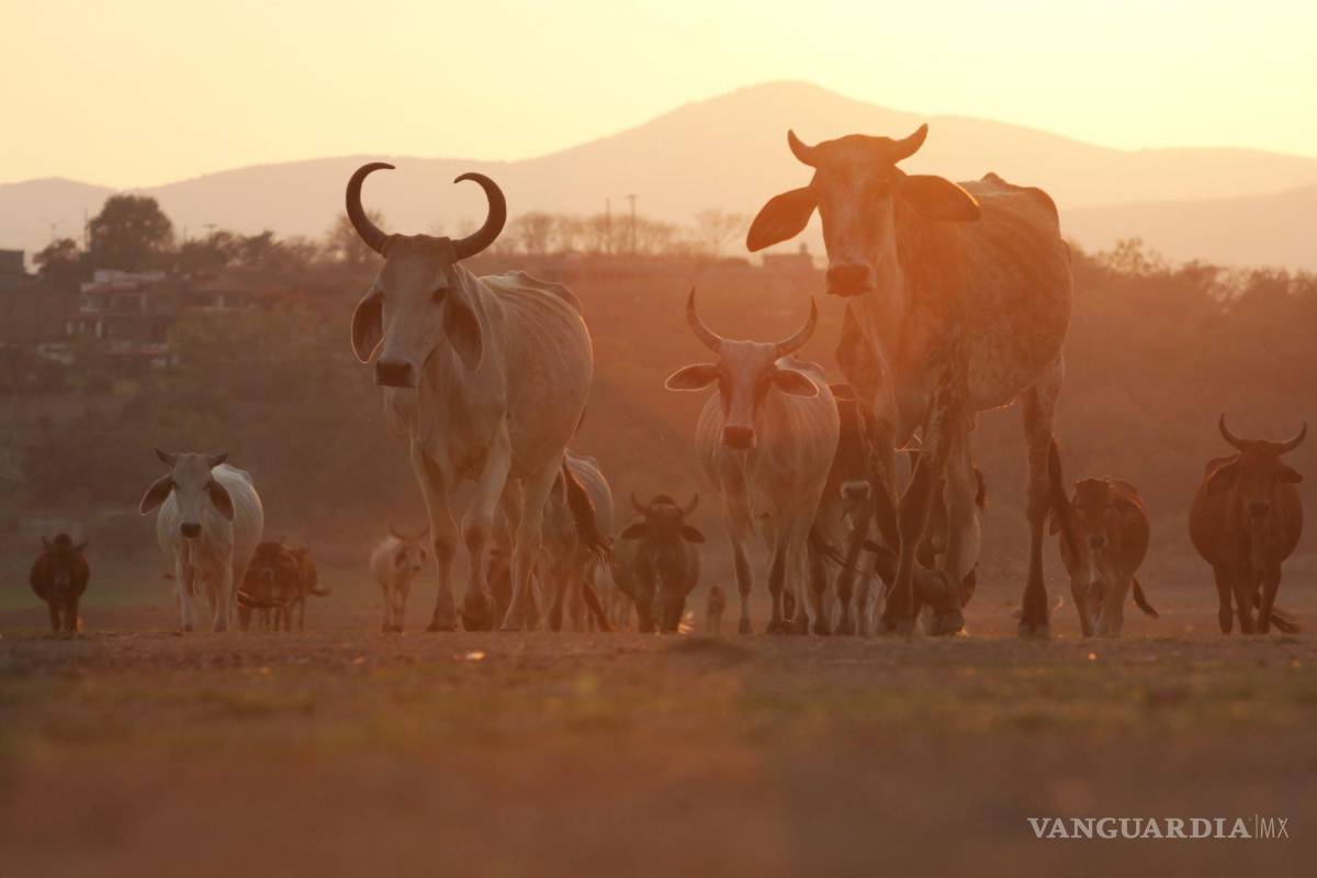 Persiste la grave crisis pecuaria en el país; ganaderos cuidan que el gusano barrenador no llegue al norte