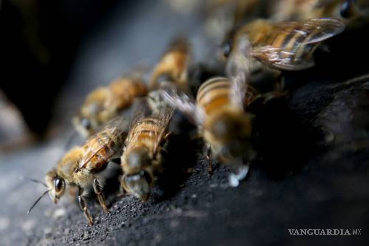 Exigen importadores evitar contaminación de miel con transgénicos