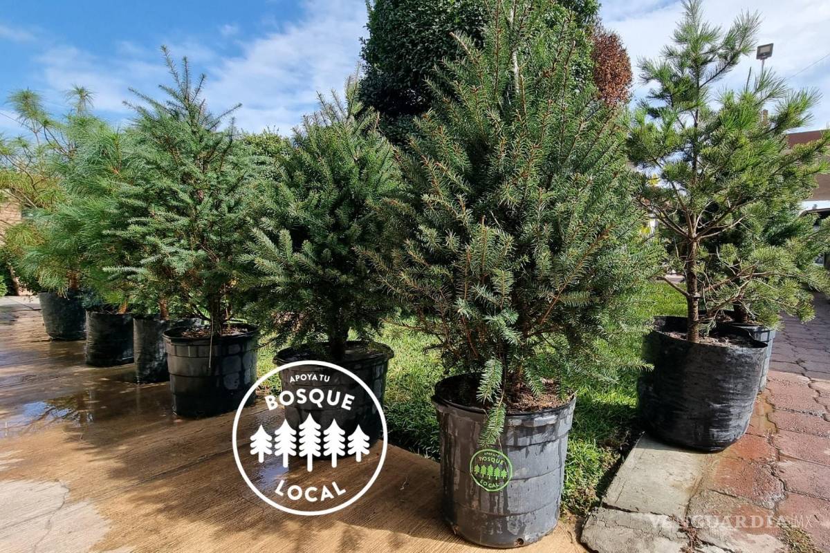 Coahuila: Si te gusta adornar con pino natural, en esta Navidad no tales, renta uno vivo