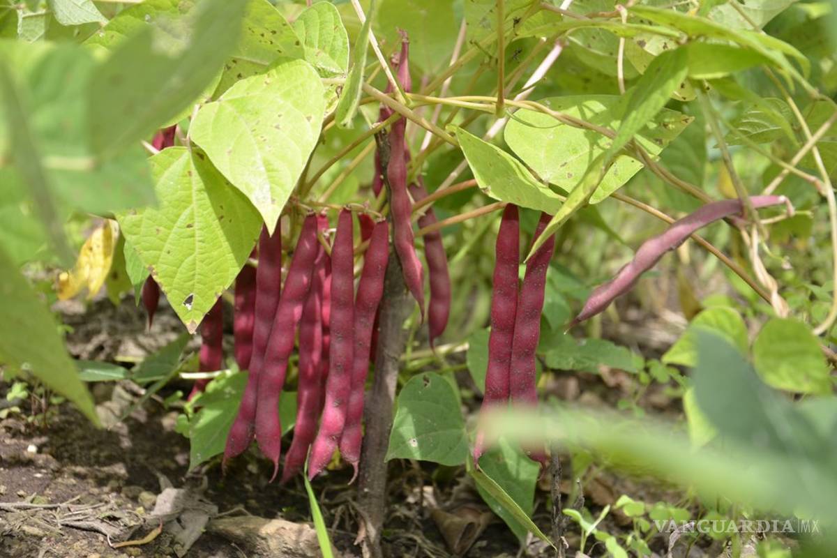 Hacia un genoma referencial del frijol