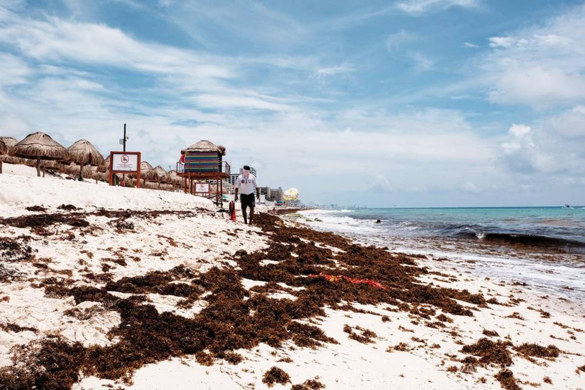 ‘Inundó’ sargazo a Quintana Roo; más de 44 mil toneladas se recolectaron