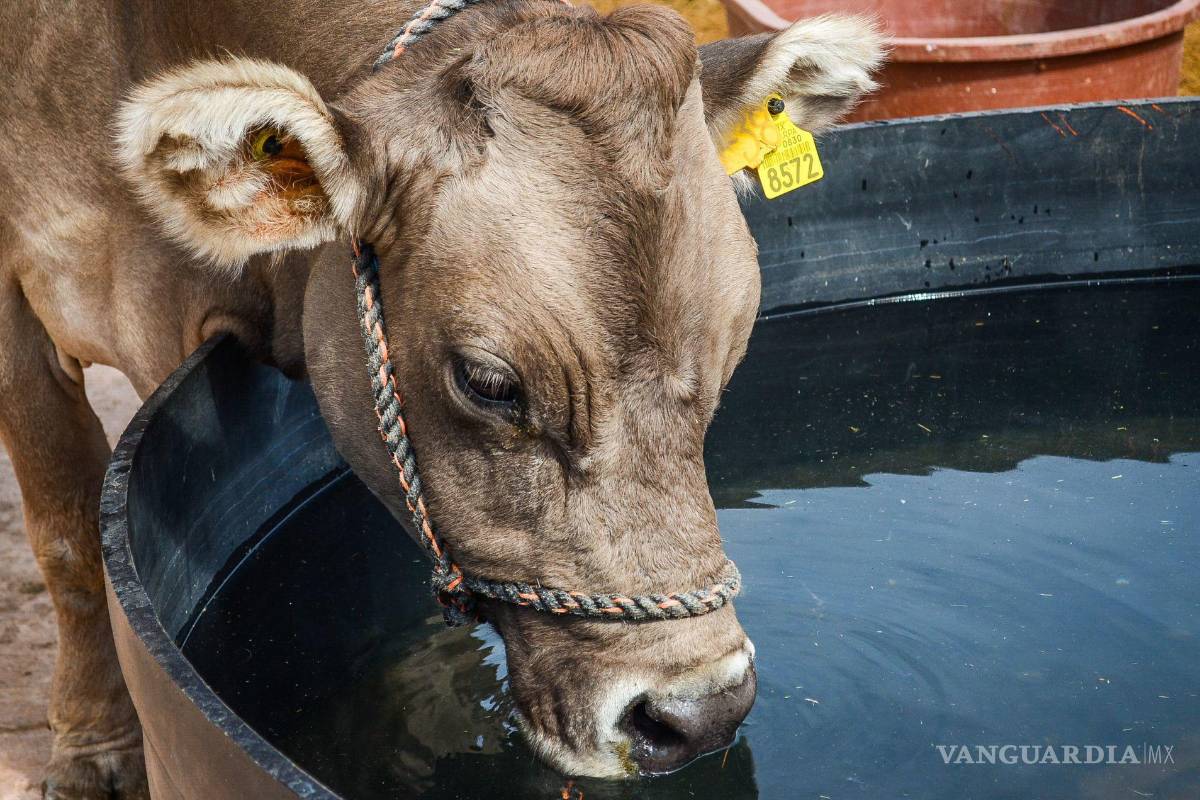 Hundimiento, otro costo más de la feroz agroindustria en La Laguna