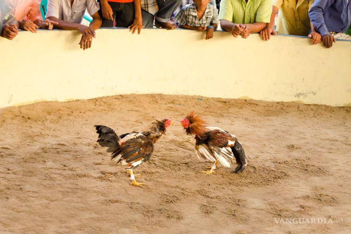 Peleas de gallos, más vivas que nunca tras reducción de contagios de COVID