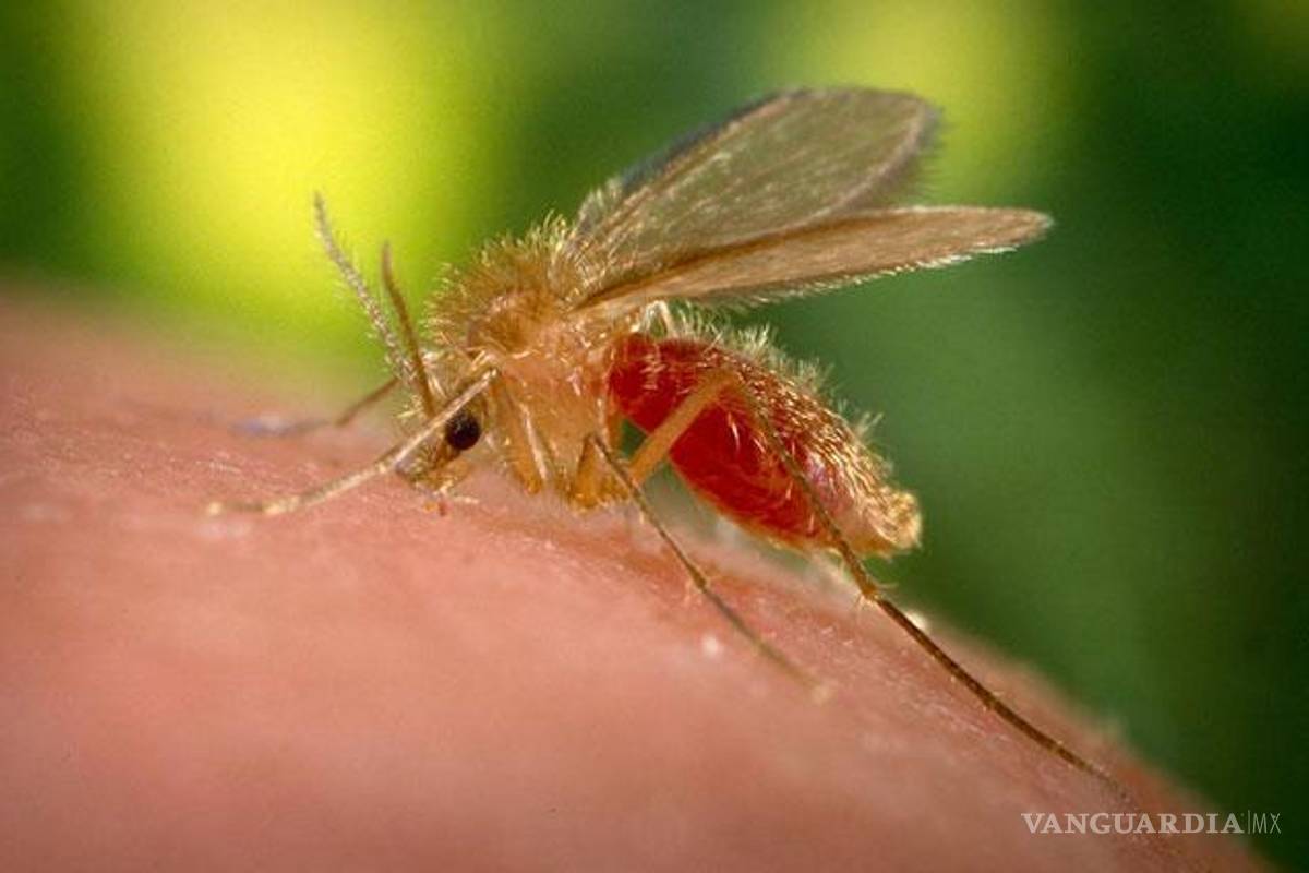 $!La leishmaniasis es una enfermedad parasitaria transmitida por la llamada “mosca chiclera” que habita en la selva