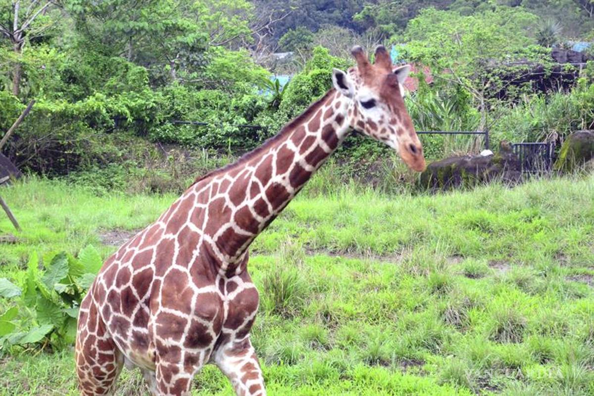 Entran las jirafas en la lista de las especies amenazadas