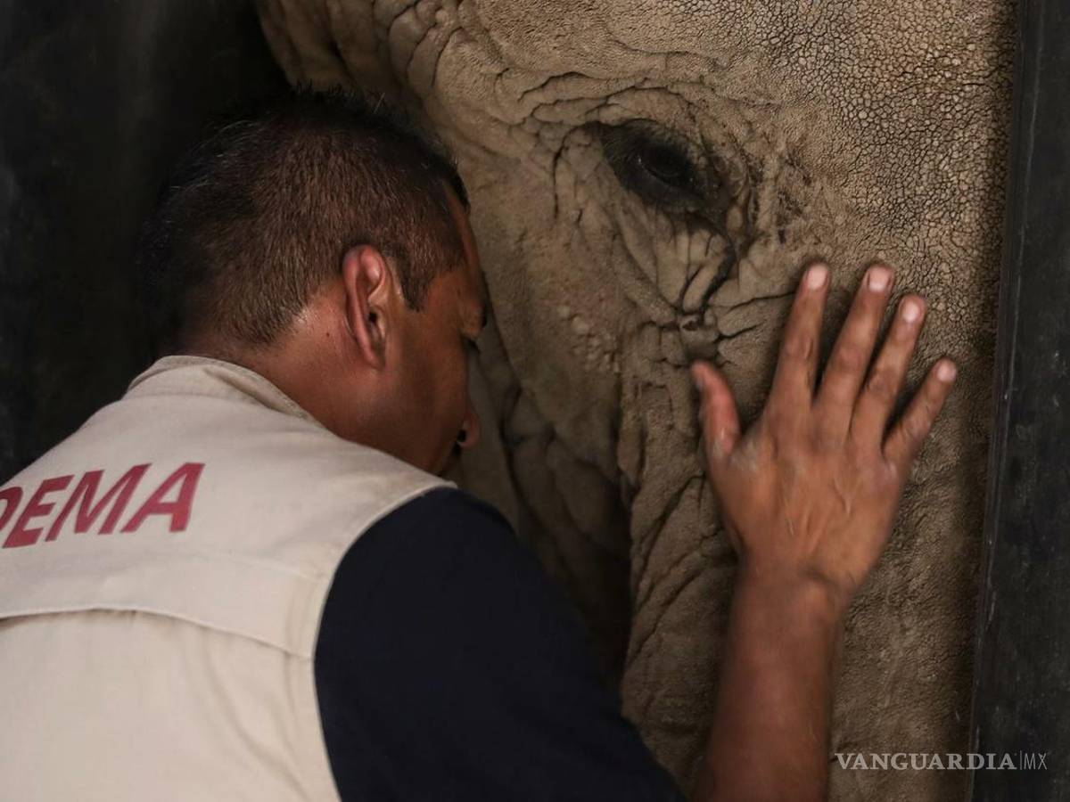 $!El Zoológico de San Juan de Aragón le da la atención que requiere para los problemas de salud crónicos con los que llegó, determinó la autoridad