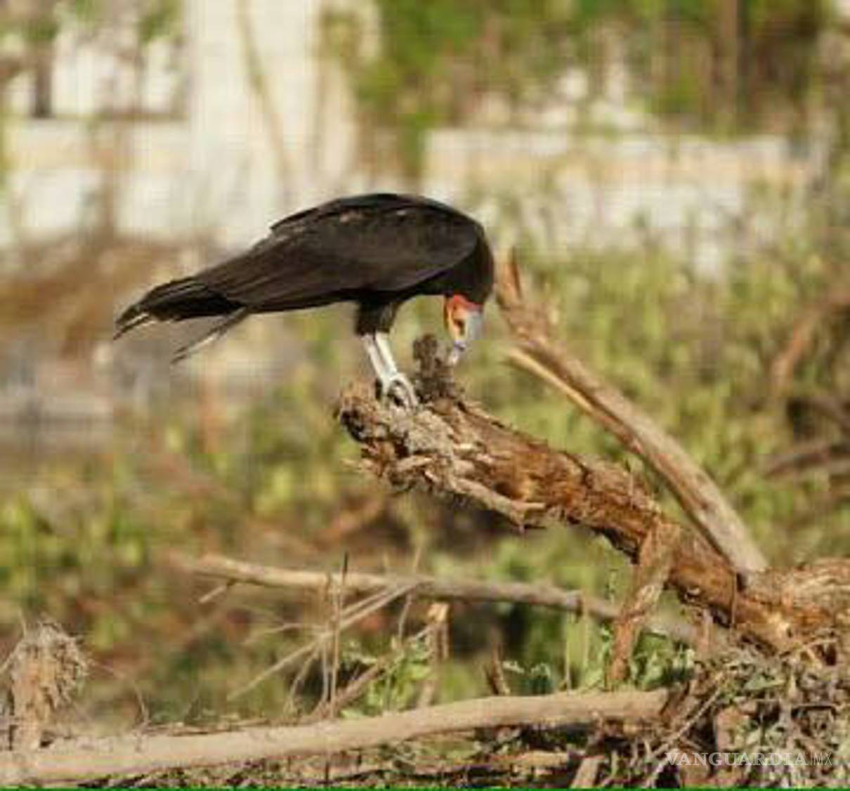 $!La cocodrila que llora a sus hijos en Tajamar