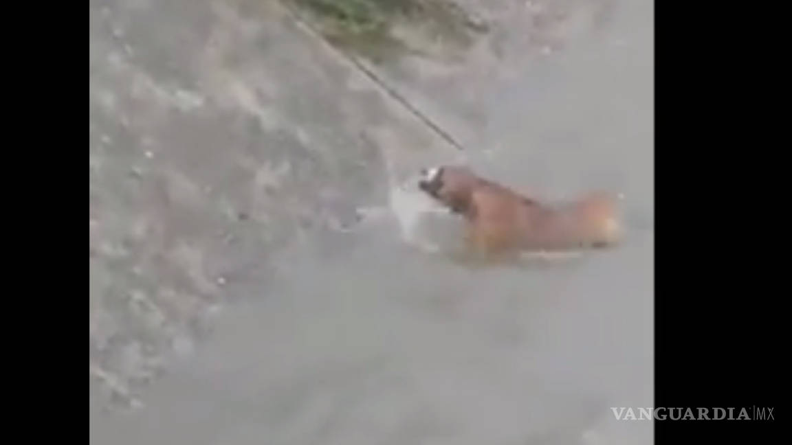 Salvan a perro de morir ahogado en Tampico (Video)