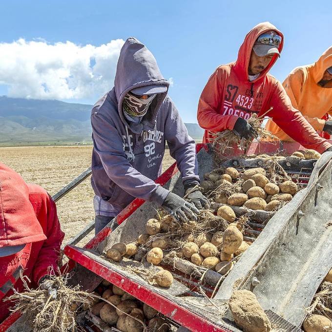 Trabajadores en un campo de papa de Galeana, Nuevo León