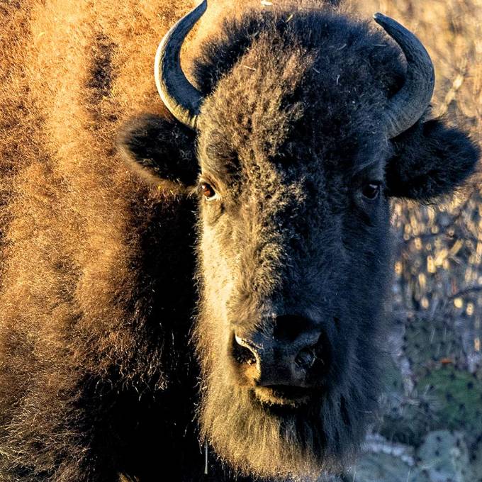 Iyané: el regreso del guardián del desierto