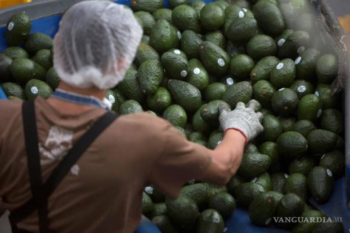 México enviará 132 mil toneladas de aguacate para el Super Bowl LV