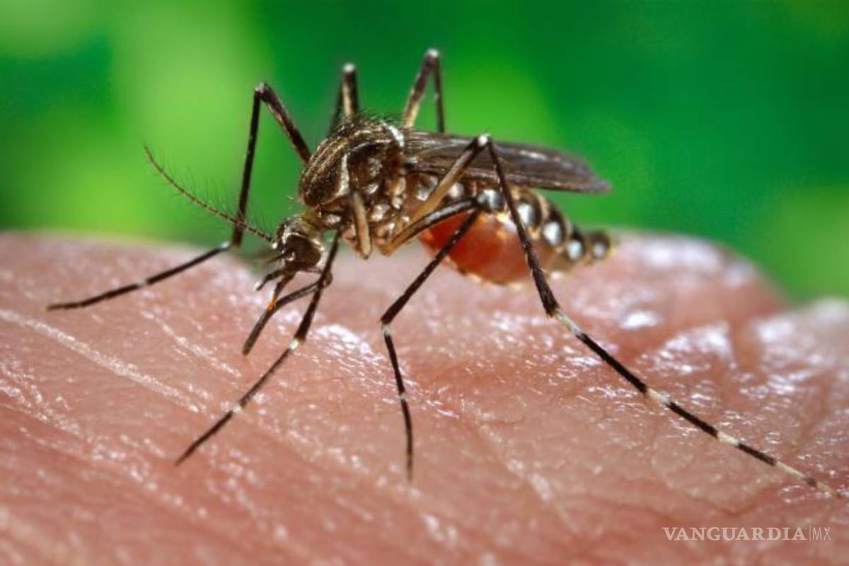 Liberan mosquitos infectados con bacteria en Miami para combatir el zika