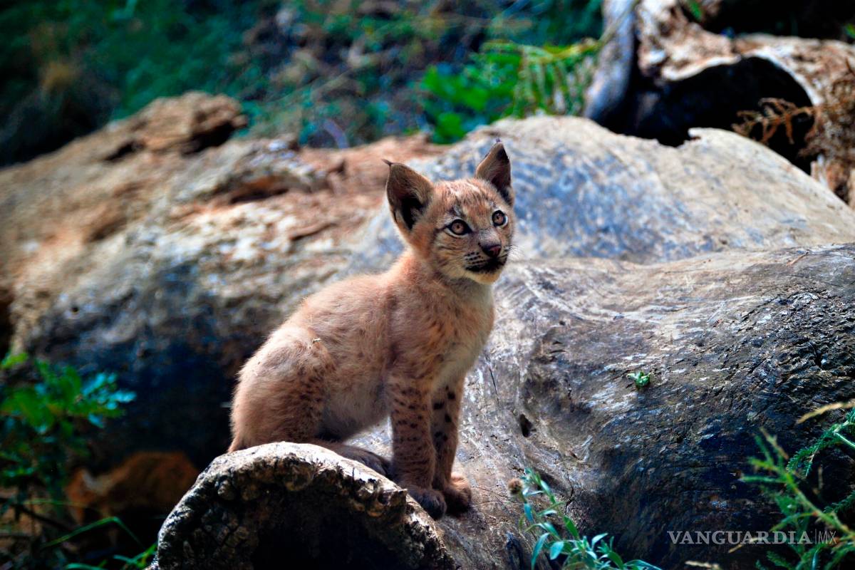 Nace el primer lince en los Pirineos en casi un siglo