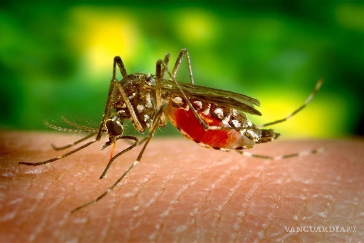 Detectan primer caso de Zika en Japón