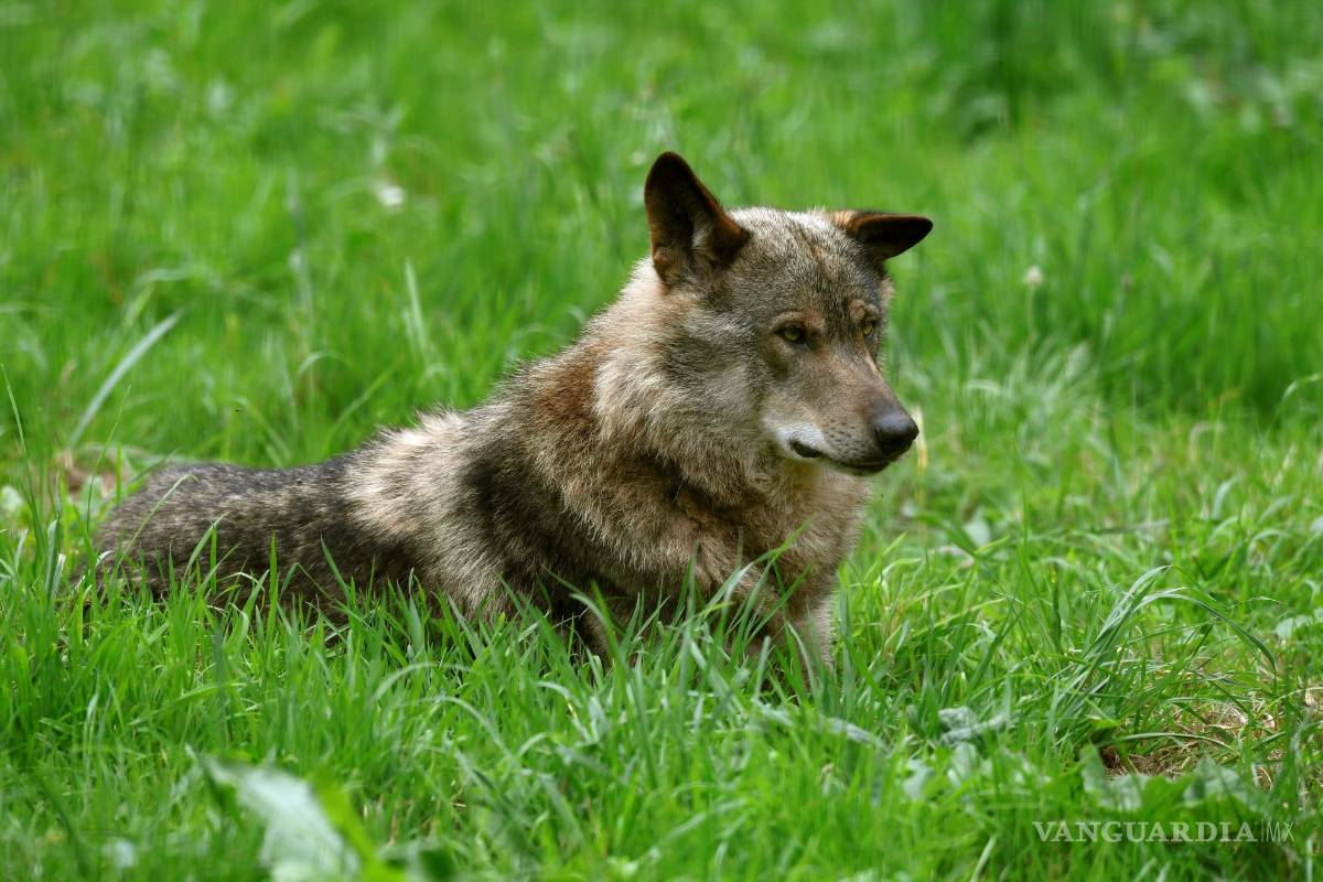 El lobo, un mito para la humanidad y garante de los ecosistemas