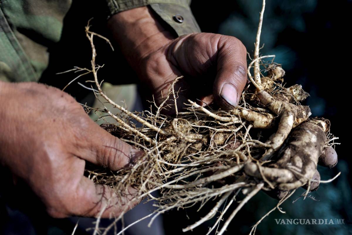 Ginseng, es considerada la reina de las plantas medicinales