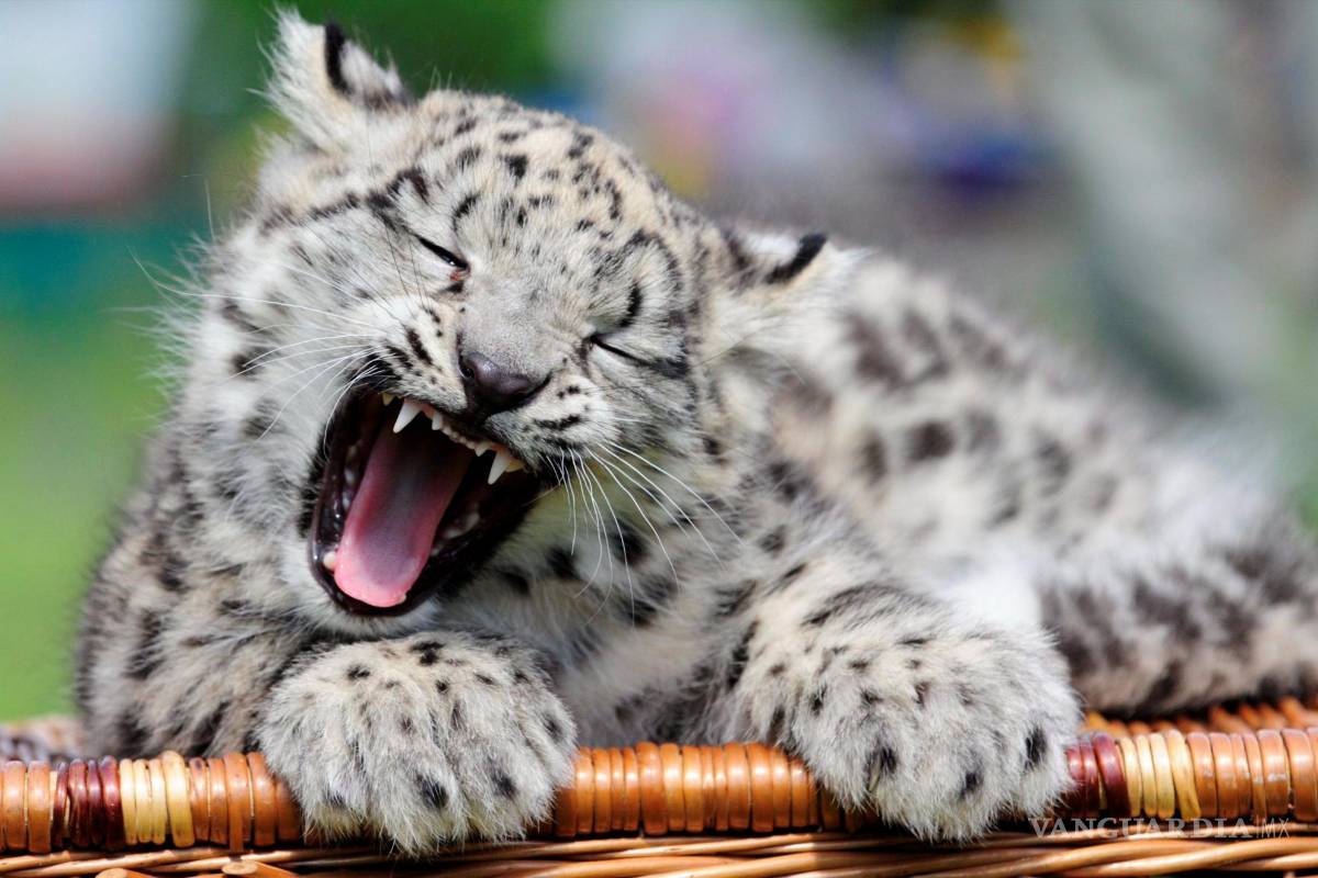 Evitemos la Sexta Gran Extinción de las especies