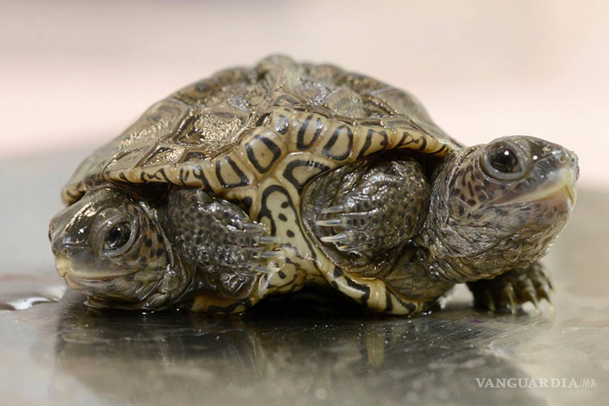 Una rara tortuga espalda de diamante que nació con dos cabezas cumple dos semanas de vida