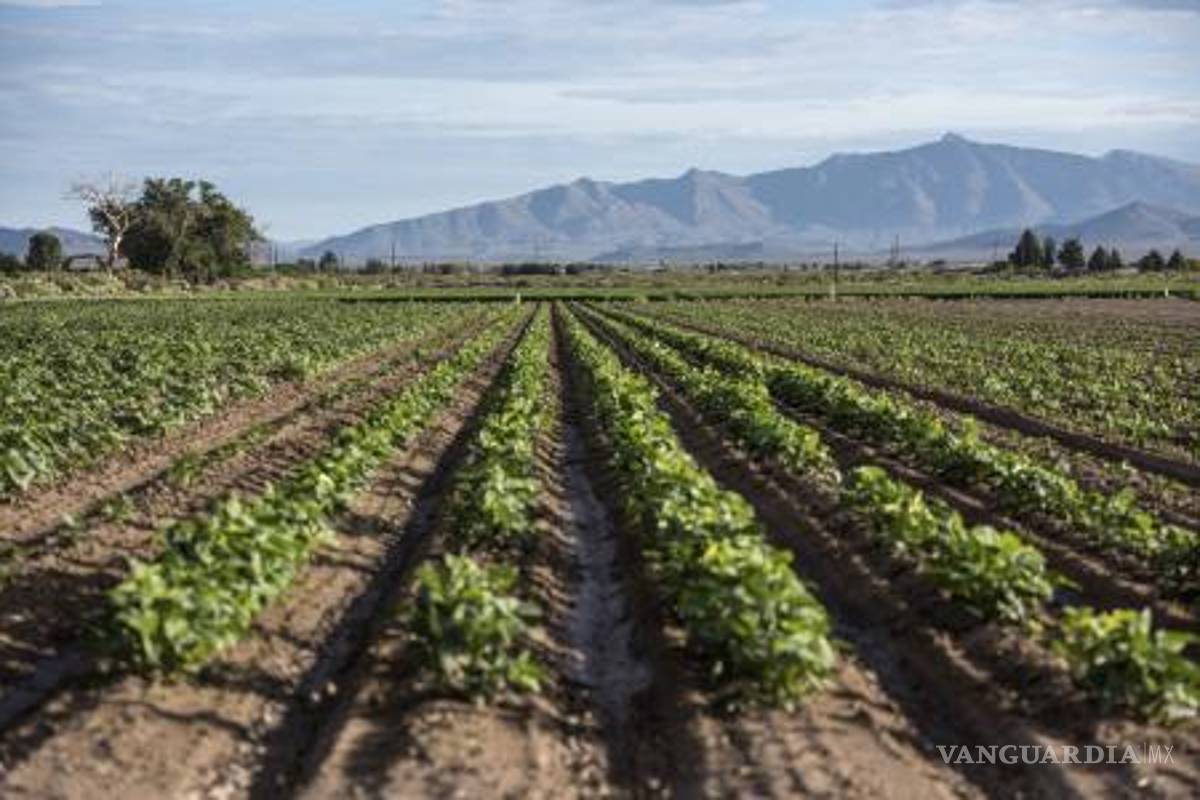 Ganaría México en la renegociación del TLCAN agropecuario: AMSDA