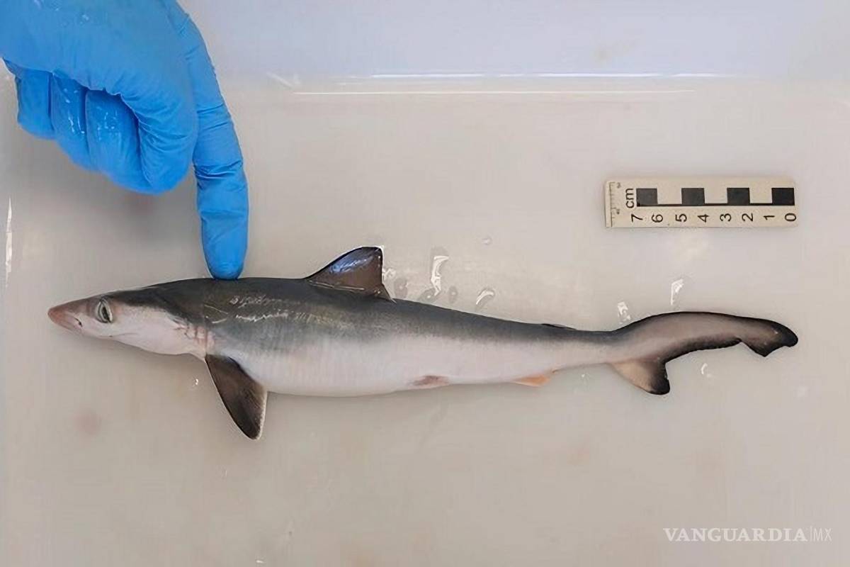 Por primera vez en el mundo, detectan tiburones intoxicados con cocaína en Brasil