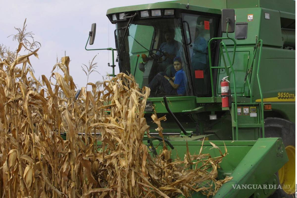 Se estanca con López Obrador la producción de maíz en México